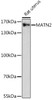 Cell Biology Antibodies 7 Anti-MATN2 Antibody CAB16397