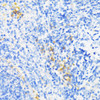 Cell Biology Antibodies 7 Anti-CAMP Antibody CAB1640