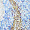 Cell Biology Antibodies 7 Anti-NEFM Antibody CAB16405