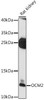 Cell Biology Antibodies 7 Anti-OCM2 Antibody CAB16410