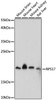 Cell Biology Antibodies 7 Anti-RPS17 Antibody CAB16425