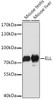 Epigenetics and Nuclear Signaling Antibodies 2 Anti-ELL Antibody CAB16448