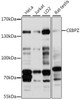Epigenetics and Nuclear Signaling Antibodies 2 Anti-CEBPZ Antibody CAB16478