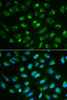 Cell Biology Antibodies 7 Anti-IL-7 Antibody CAB1650