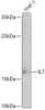 Cell Biology Antibodies 7 Anti-IL-7 Antibody CAB1650