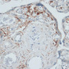 Immunology Antibodies 2 Anti-SLAMF7 Antibody CAB16565