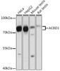 Immunology Antibodies 2 Anti-ACBD3 Antibody CAB16568
