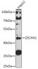 Epigenetics and Nuclear Signaling Antibodies 3 Anti-ZSCAN1 Antibody CAB16639