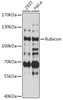 Autophagy Antibodies Anti-Rubicon Antibody CAB16652