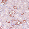 Cell Biology Antibodies 7 Anti-UGT2B15 Antibody CAB16657