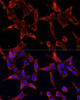 Cell Biology Antibodies 7 Anti-FBN1 Antibody CAB16677