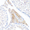 Immunology Antibodies 2 Anti-Fibronectin Antibody CAB16678