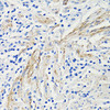 Cell Biology Antibodies 7 Anti-CCL4 Antibody CAB1671