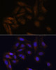 KO Validated Antibodies 1 Anti-TFAP4 Antibody CAB16727KO Validated