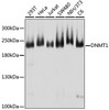 Epigenetics and Nuclear Signaling Antibodies 3 Anti-DNMT1 Antibody CAB16729