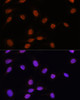 Epigenetics and Nuclear Signaling Antibodies 3 Anti-SRSF7 Antibody CAB16738