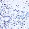 Epigenetics and Nuclear Signaling Antibodies 3 Anti-SRSF7 Antibody CAB16738