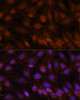 Signal Transduction Antibodies 2 Anti-USP18 Antibody CAB16739