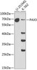 Cardiovascular Antibodies Anti-PAX3 Antibody CAB1675