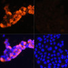 Cell Biology Antibodies 7 Anti-AFP Antibody CAB16750