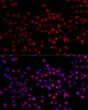 Epigenetics and Nuclear Signaling Antibodies 3 Anti-XRCC4 Antibody CAB1677