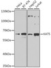 Developmental Biology Anti-KAT5 Antibody CAB1678