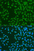 Developmental Biology Anti-KAT5 Antibody CAB1678