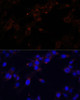 Cell Biology Antibodies 7 Anti-CD44 Antibody CAB16807