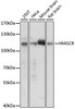 Metabolism Antibodies 2 Anti-HMGCR Antibody CAB16875