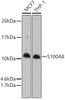 Cell Death Antibodies 1 Anti-S100A8 Antibody CAB1688