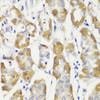 Immunology Antibodies 2 Anti-LAMP1 Antibody CAB16894