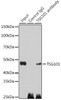 Cell Cycle Antibodies 1 Anti-TSG101 Antibody CAB1692