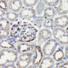 Cell Biology Antibodies 7 Anti-MYH9 Antibody CAB16923