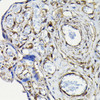 Cell Biology Antibodies 7 Anti-MYH9 Antibody CAB16923
