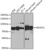 Cell Biology Antibodies 7 Anti-NDUFS1 Antibody CAB16926