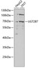 Metabolism Antibodies 2 Anti-UGT2B7 Antibody CAB1693