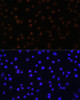 Cell Biology Antibodies 7 Anti-NPAS2 Antibody CAB16930