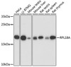 Cell Biology Antibodies 7 Anti-RPL18A Antibody CAB16967