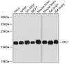 Cell Biology Antibodies 7 Anti-CFL1 Antibody CAB1704