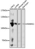 Signal Transduction Antibodies 2 Anti-MAML1 Antibody CAB17060
