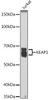 KO Validated Antibodies 1 Anti-KEAP1 Antibody CAB17061KO Validated