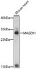Cell Biology Antibodies 7 Anti-MAGEH1 Antibody CAB17143
