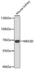 Cell Biology Antibodies 7 Anti-MEX3D Antibody CAB17283