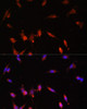 Cell Biology Antibodies 7 Anti-PIK3R3 Antibody CAB17322