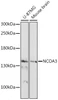 Epigenetics and Nuclear Signaling Antibodies 3 Anti-NCOA3 Antibody CAB17330