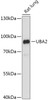 Signal Transduction Antibodies 2 Anti-UBA2 Antibody CAB17342