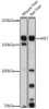 Cell Biology Antibodies 7 Anti-MET Antibody CAB17366