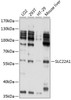 Signal Transduction Antibodies 2 Anti-SLC22A1 Antibody CAB1739