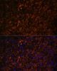 Cell Biology Antibodies 7 Anti-Map2 Antibody CAB17409