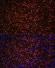 Cell Biology Antibodies 7 Anti-Map2 Antibody CAB17409